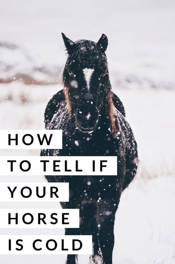 How Can I Tell if My Horse is Cold?