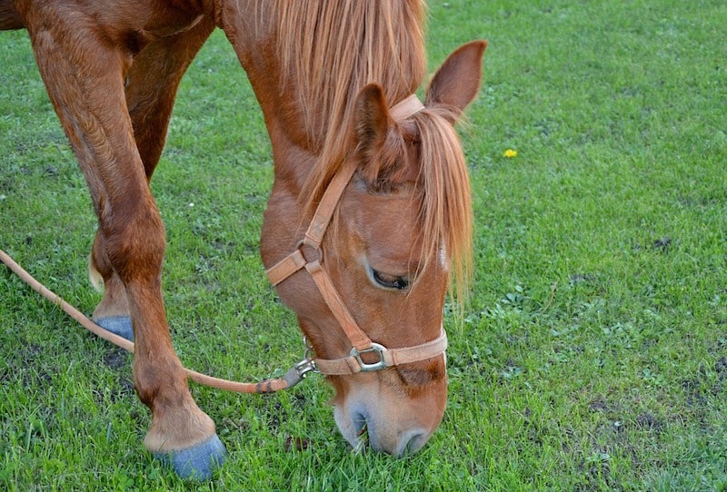 How to Stop a Horse From Grazing While Riding