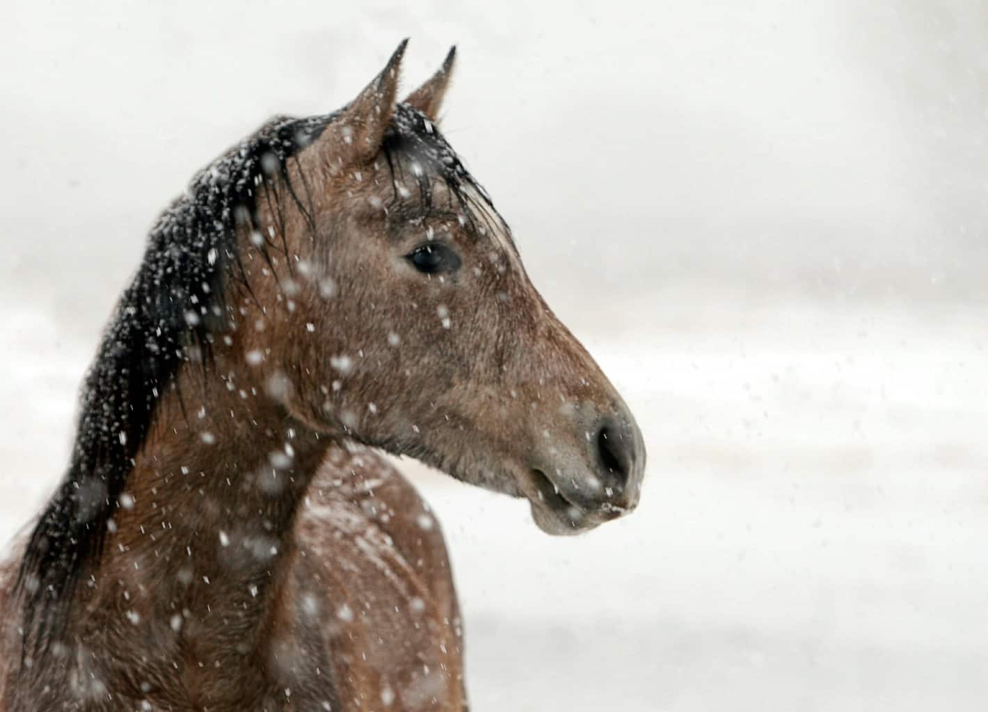 How Can I Tell if My Horse is Cold?