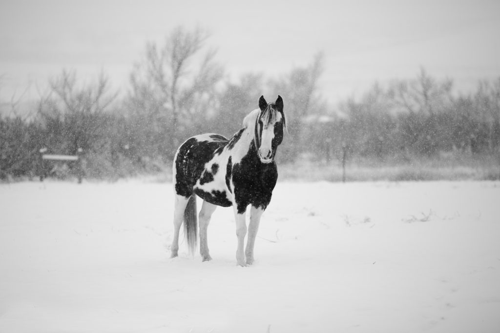 How Can I Tell if My Horse is Cold?