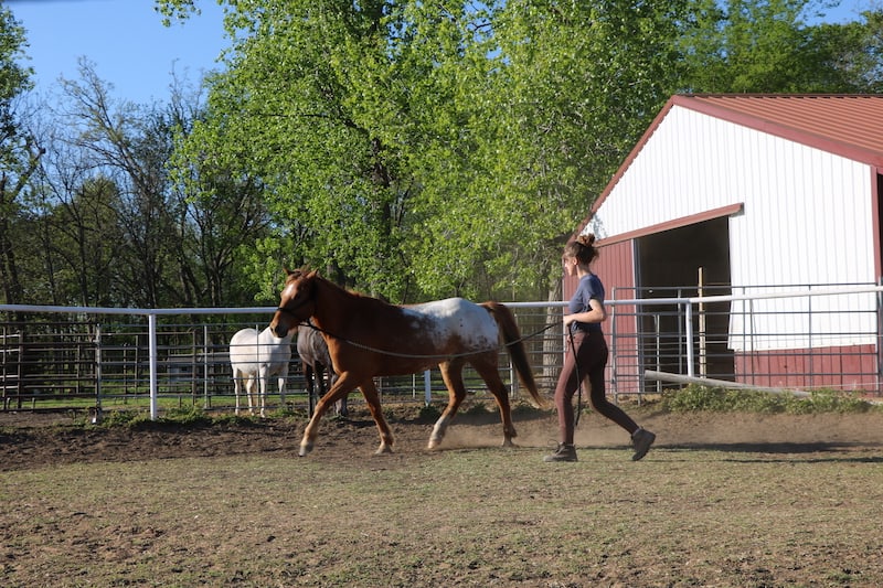 Lunging a Horse in a Round Pen HowTo Guide for Beginners