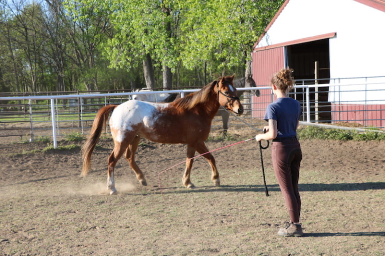 5 Best Groundwork Exercises for Your Horse