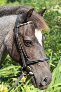 Tips for Beginner Horse Riders