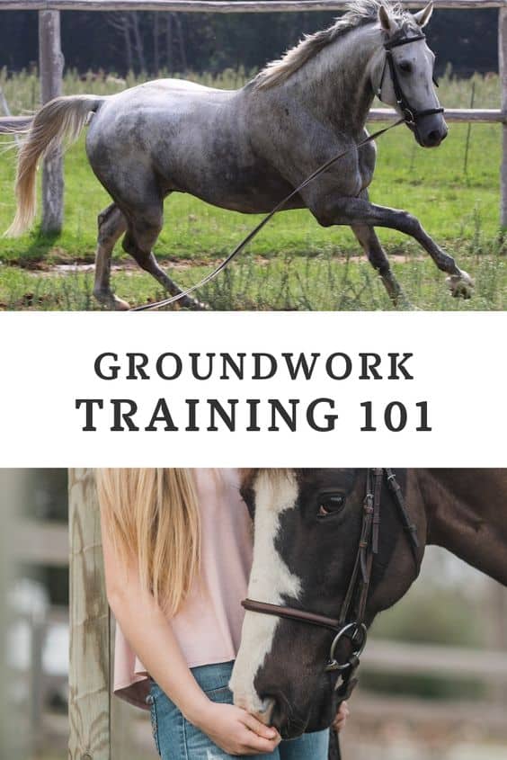 5 Best Groundwork Exercises for Your Horse