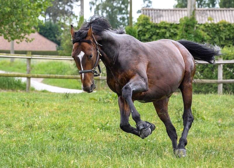 Getting Kicked By a Horse 6 Easy Ways to Avoid It