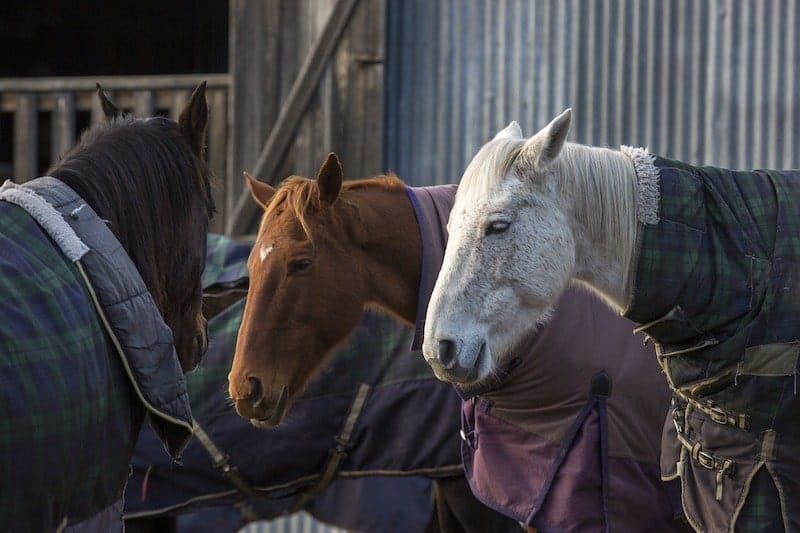 20 Best Winter Horse Care Tips