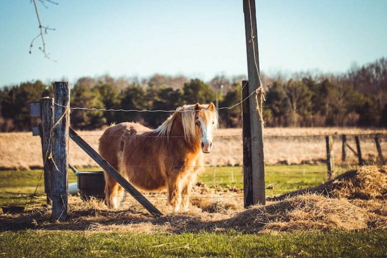 Why Your Horse Isn't Gaining Weight and What to Do About It