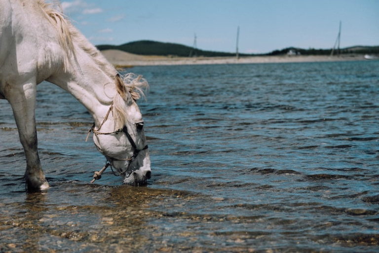 How to Get a Horse to Drink Water Complete Guide