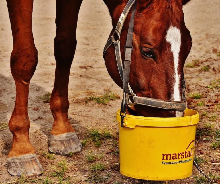 How to Get a Horse to Drink Water Complete Guide