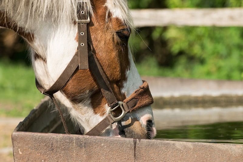 How to Get a Horse to Drink Water Complete Guide