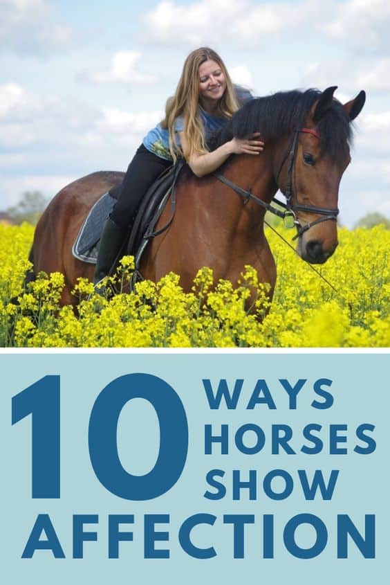 Horse Affection 10 Clear Ways Horses Show Affection