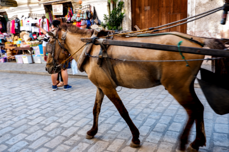 Riding a Horse in the City What You Need to Know