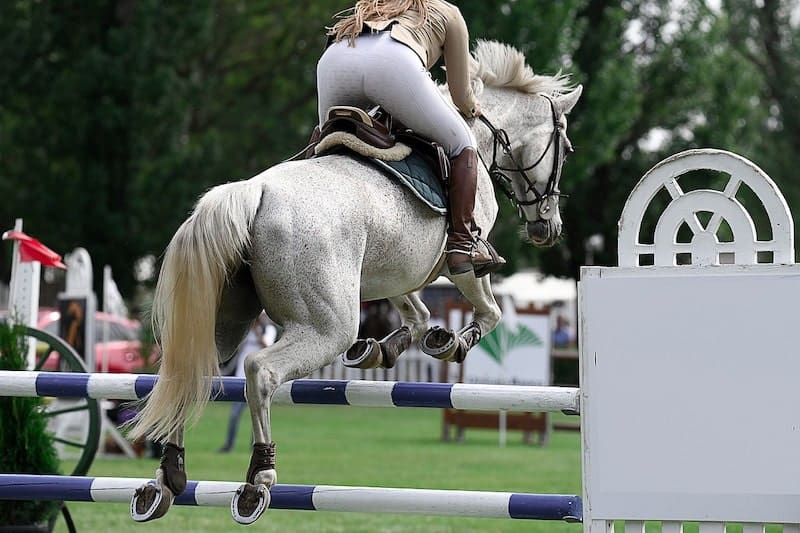 The Purpose of Horse Shoes Complete Beginner's Guide