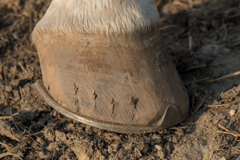 The Purpose of Horse Shoes Complete Beginner's Guide