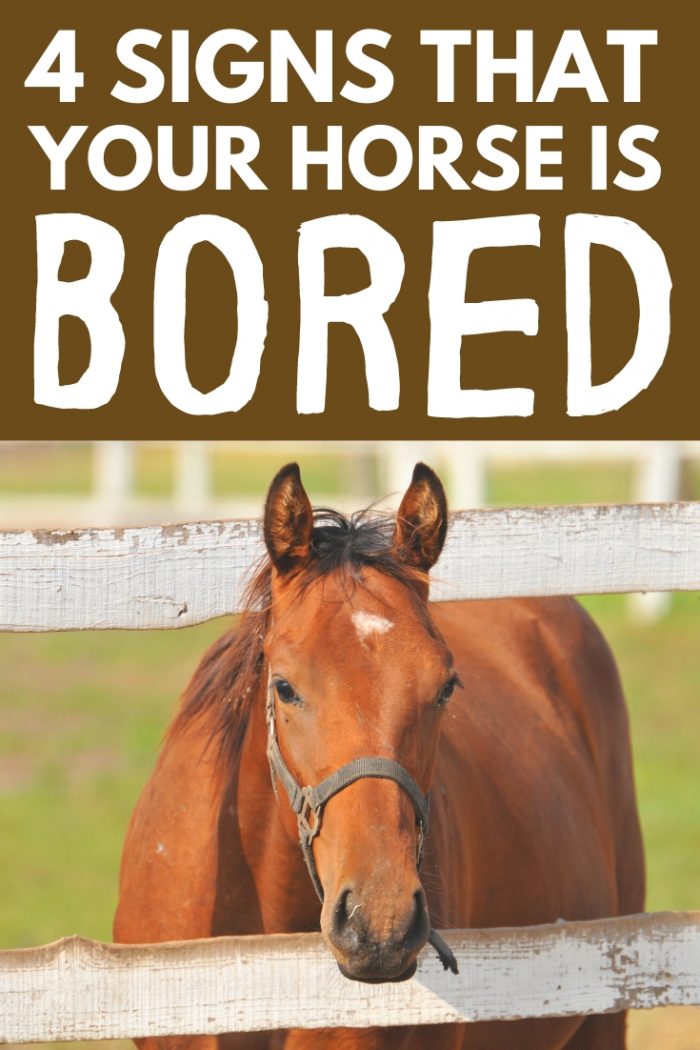 How To Tell If Your Horse Is Bored