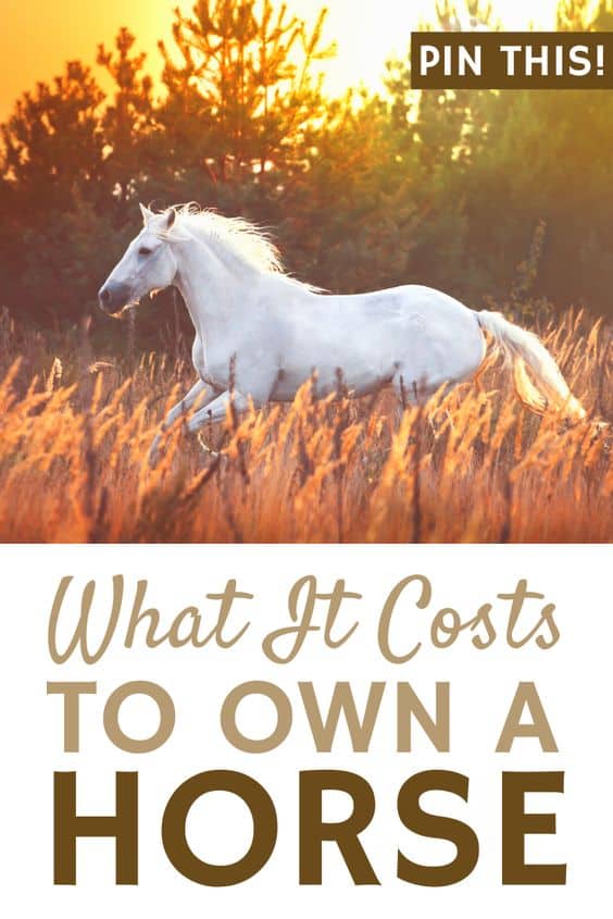Is Horseback Riding Expensive?