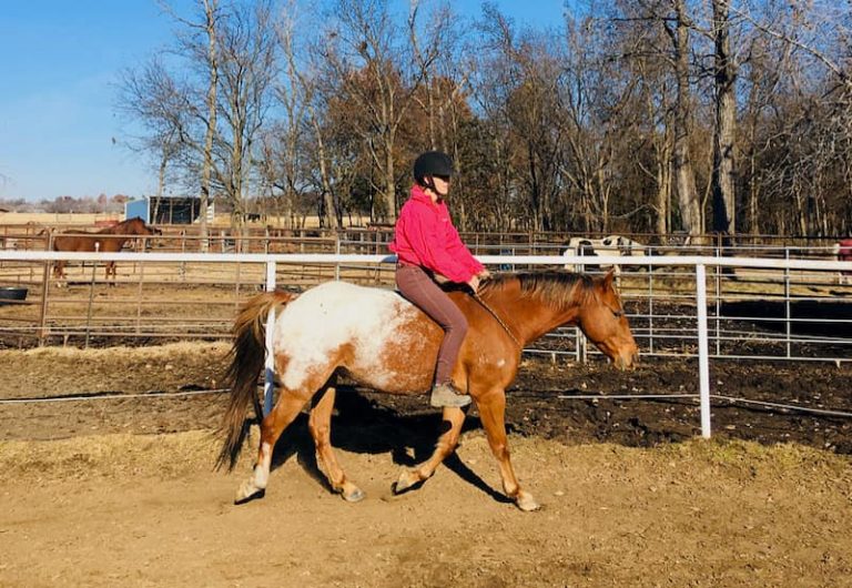 Horseback Riding Without A Bridle StepByStep Guide