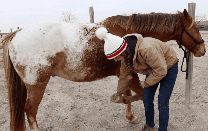 How to Brush a Horse StepByStep With Pictures