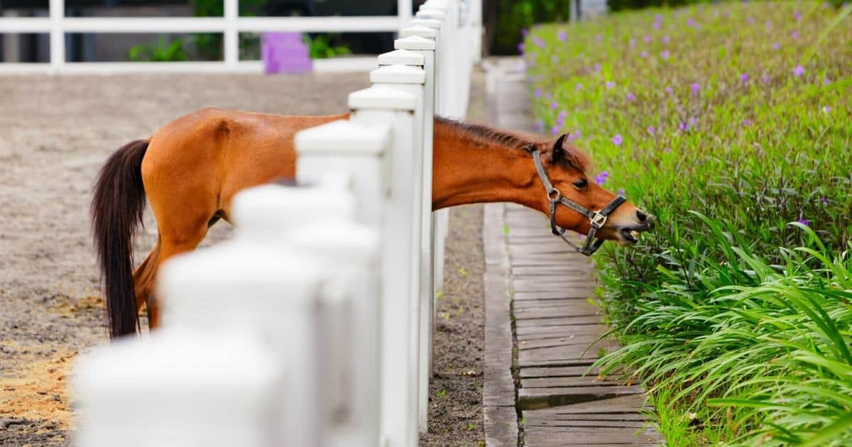 8 Human Foods Great For Sharing With Your Horse