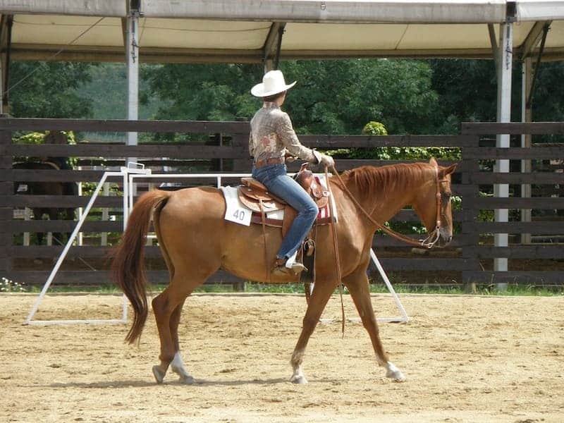 Teaching A Horse to Neck Rein StepByStep Guide