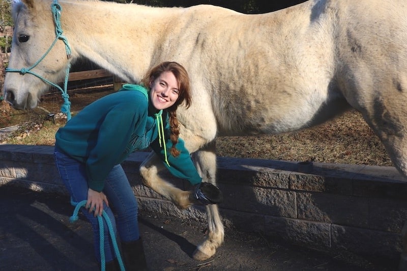 How to Wrap a Horse Hoof StepBy Step Guide (With Pictures)