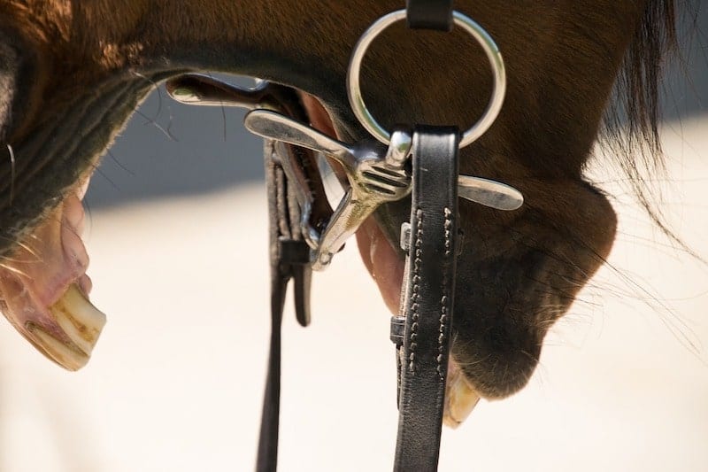 Horses That Won't Take the Bit Easy Solution