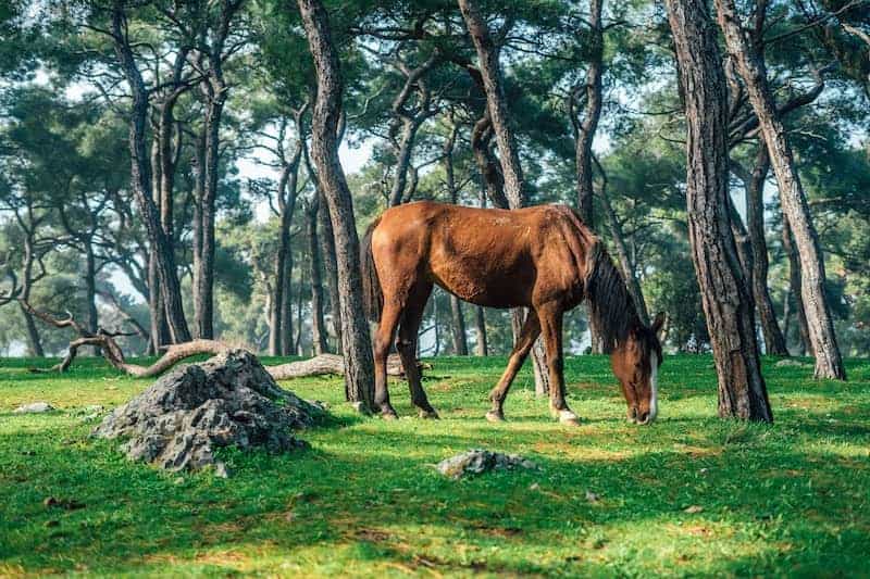 Can Horses Live In the Woods? What You Need to Know