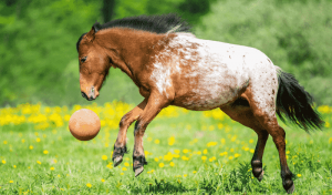 Appaloose Horse  One of the most popular horse breeds in the US