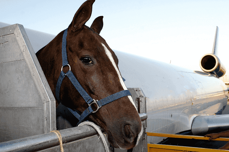 Horse Transportation Cost Everything You Need to Know