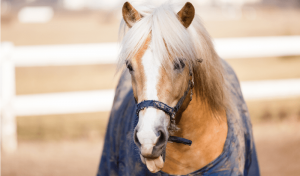 Horse Licking