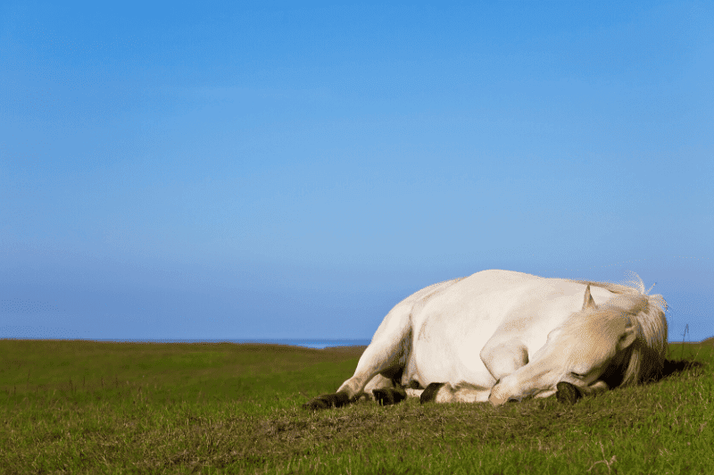 Horses Lying Down What You Need To Know