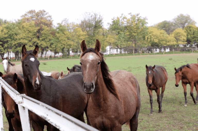 Do Horses Like Humans? Here's What You Need To Know