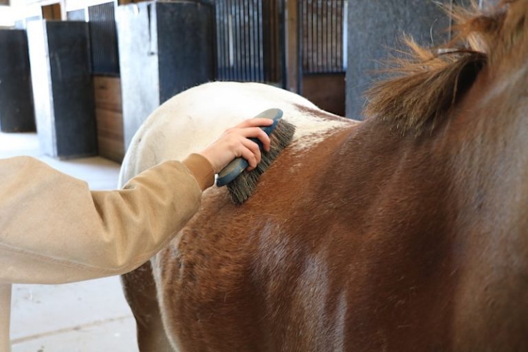How to Groom a Horse Complete Guide