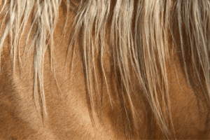 Your horse's coat - types of horse hair and how it grows 