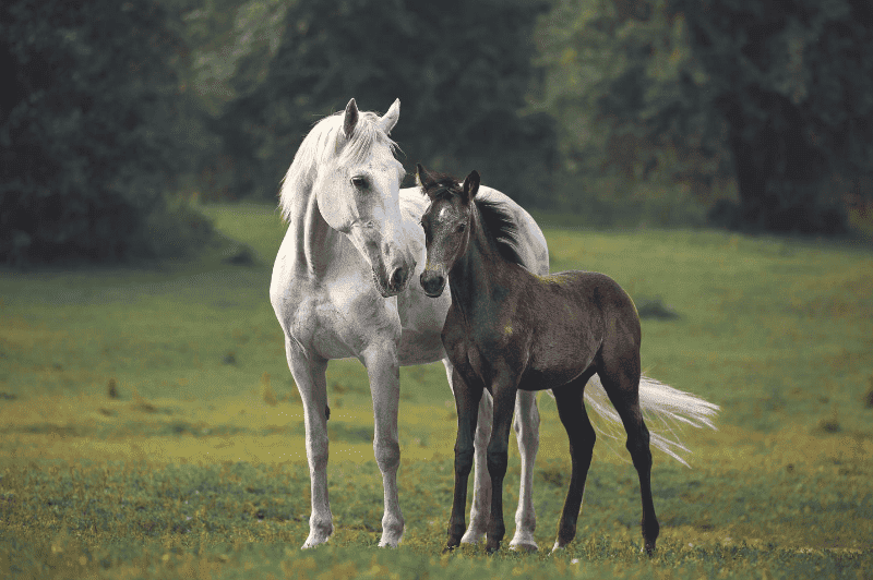 How to Tell If a Horse Is In Heat Complete Guide