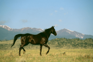 200 + Black Horse Names (That You Haven't Heard)