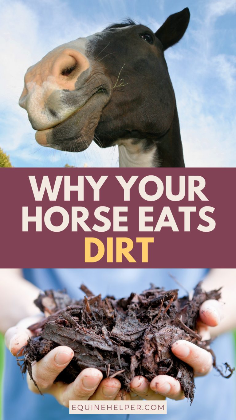 Why Horses Eat Dirt: Essential Behavior Guide