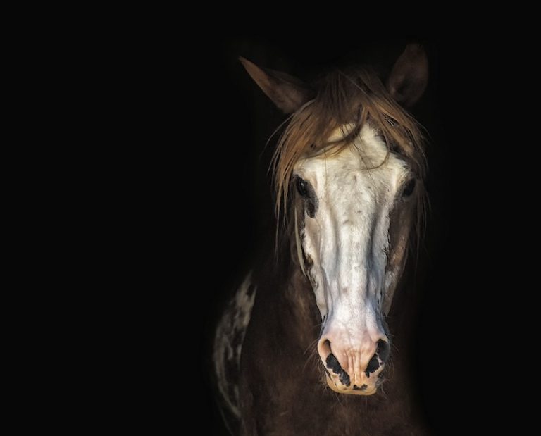 Why Horses Toss Their Heads (And What to Do About It)