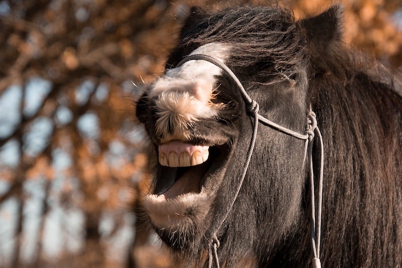 Why Horses Yawn Everything You Need To Know