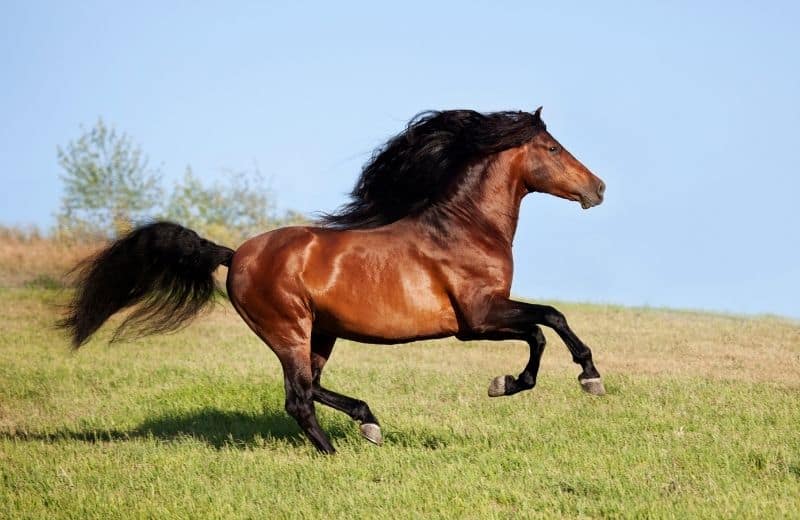 Top 8 Fastest Horse Breeds In The World