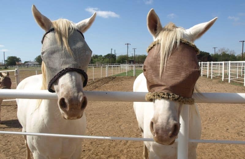 Why Do Horses Wear Masks? Horse Mask Explanation