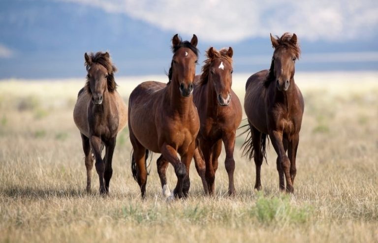 HORSE Fitform Friandises Pour Chevaux 3 Kg - Récompenses Naturelles Riches En Vitamines Et Minéraux