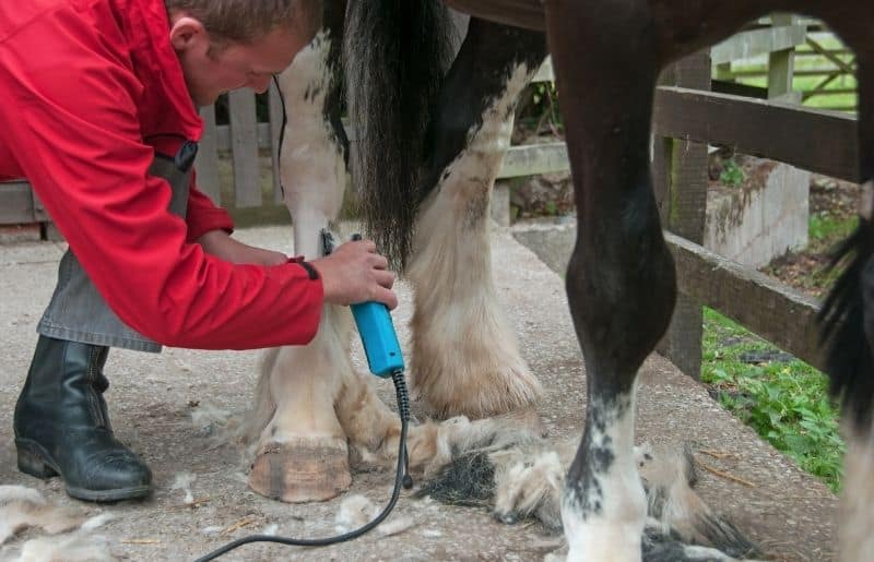 Why Horses Are Clipped Everything You Need To Know