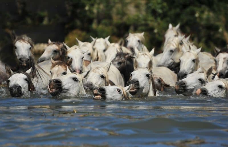 Can Horses Swim? Complete Guide