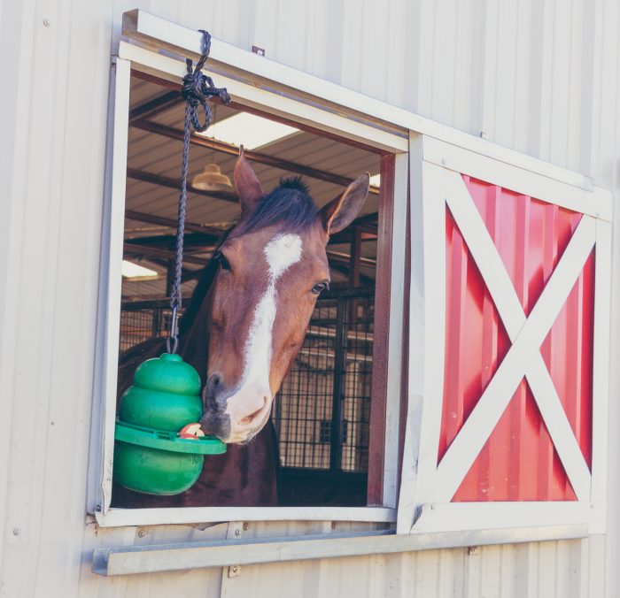 Signs a Horse Is Anxious, Nervous, or Stressed