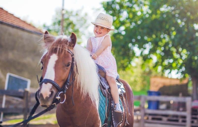 Horse Breeds for Kids: Top 5 Horse Breeds for Kids