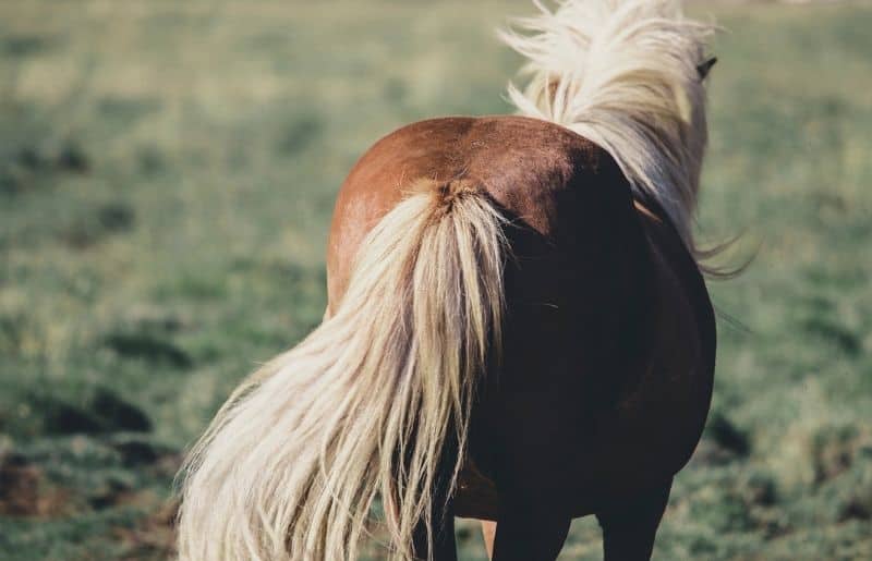 Why Do Horses Swish Their Tails? Horse Behavior Guide