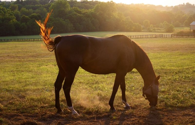 Why Do Horses Swish Their Tails? Horse Behavior Guide
