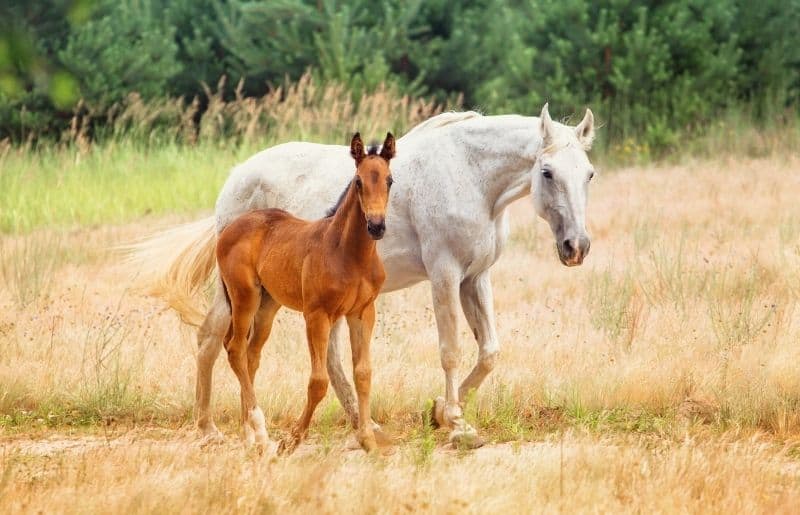 How Do Horses Mate? Horse Mating Guide