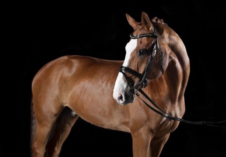 10 Best Horse Breeds For Dressage (With Pictures And Pricing)